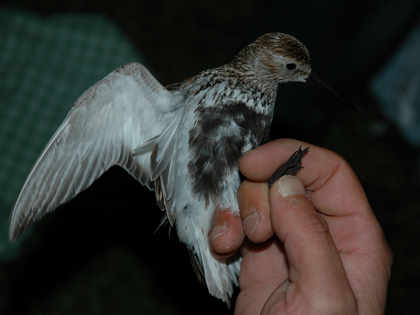 Dunlin, Sundre 20070802